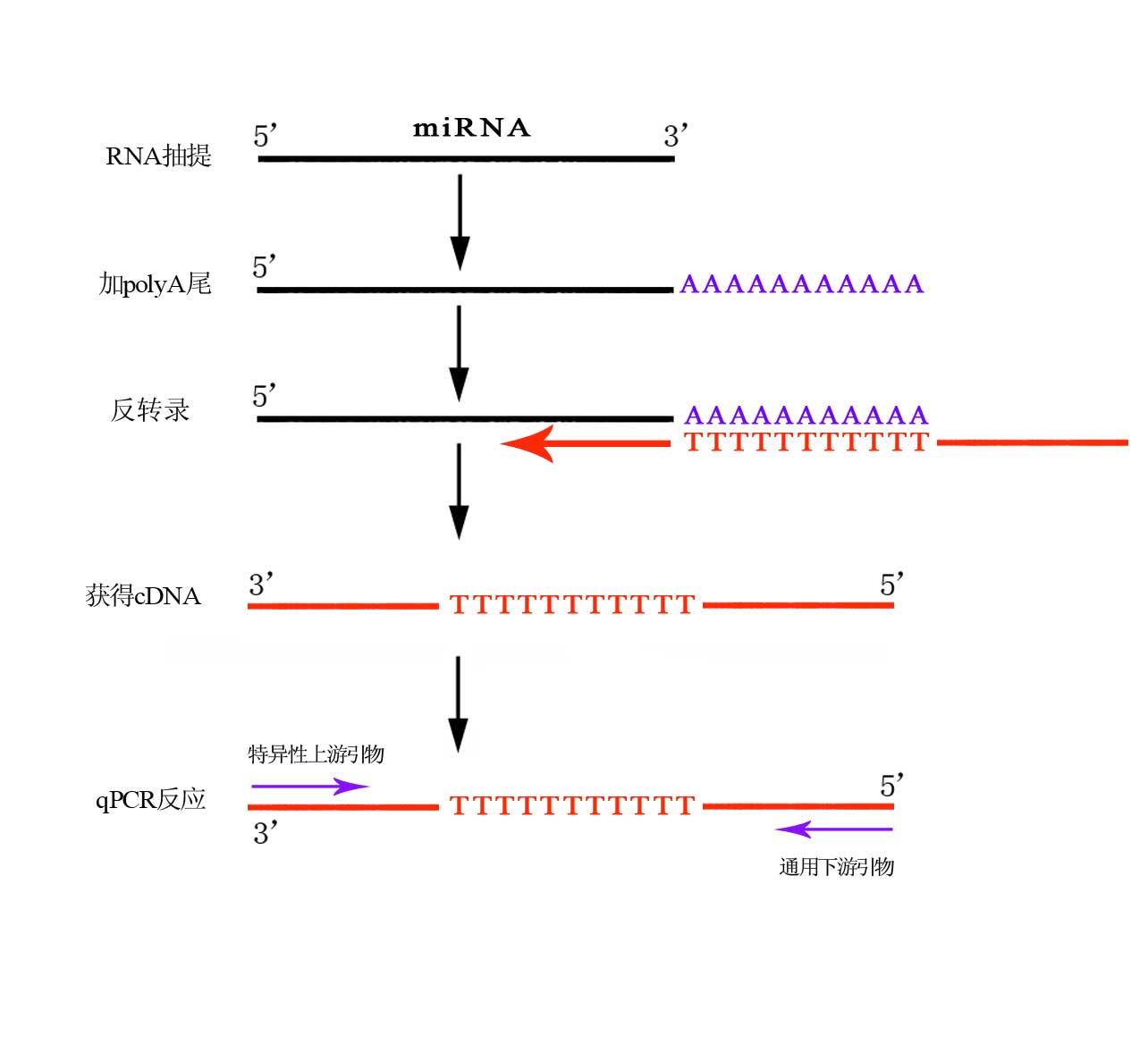 1)ĿĻhsa-mir-9-1  ߺ۽;2)ڲλ